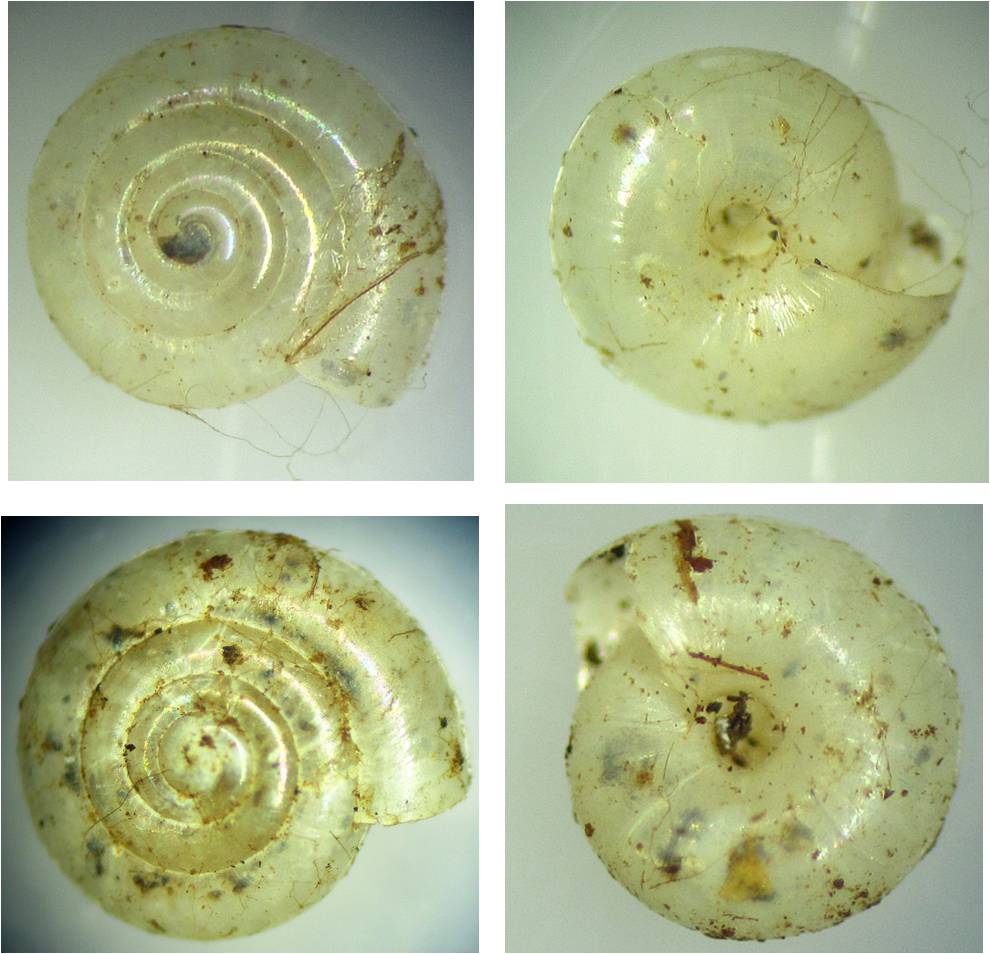 molluschi da determinare 1: Vitrea